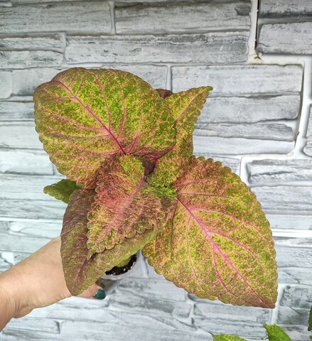 Шапка Мономаха ОП колеус