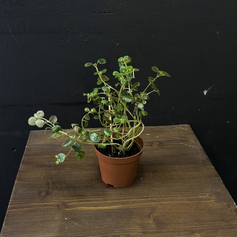 Пеперомия круглолистная