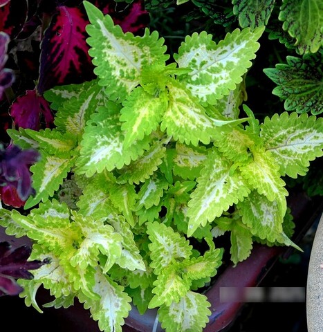 Зеленая симфония UO колеус