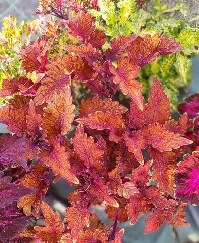 Апельсиновая страсть UO колеус КСР