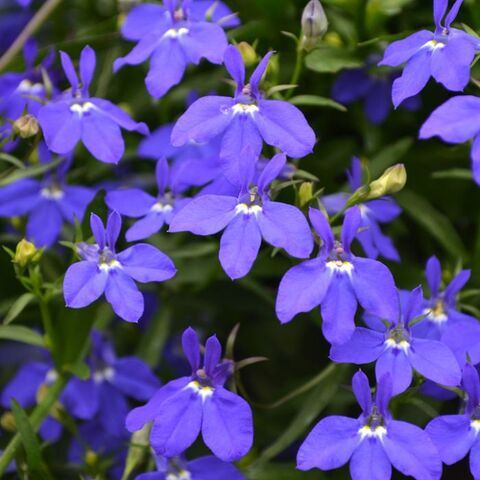 Лобелия прямостоячая Ривьера Миднайт Блю