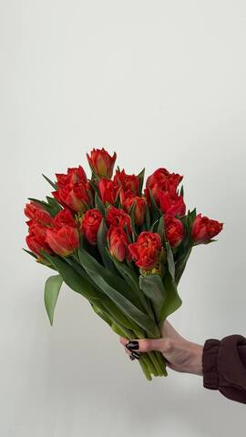 Тюльпан ПИОНОВИДНЫЙ