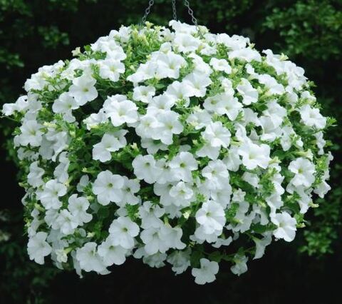 Петуния Fanfare White