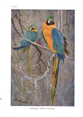 Хромолитография «Арарауна»