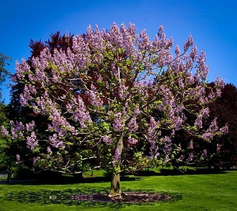 Teofrast Павловния томентоза Paulownia tomentosa