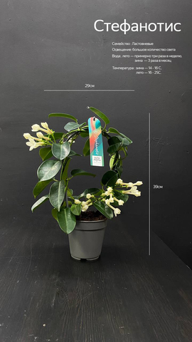 Стефанотис (Stephanotis)