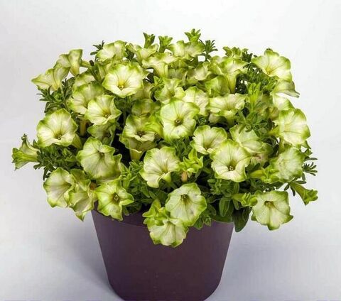 32222 Петуния RAY PISTACHIO CREAM (ВЕСНА 2025)