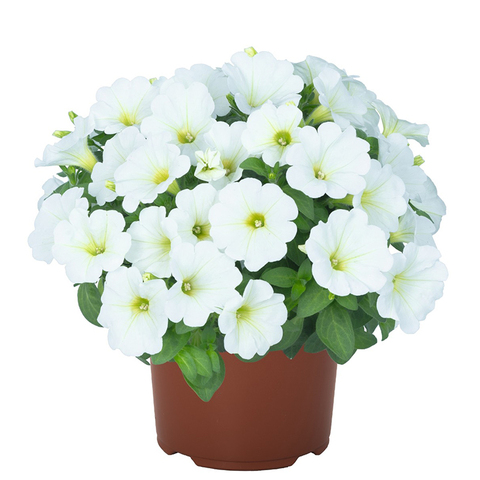 32322 ПЕТУНИЯ POTUNIA PICCOLA WHITE 2024