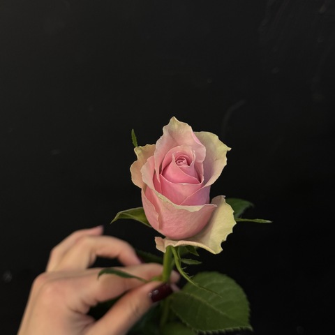 Роза кенийская розовая 40 см / 1 шт