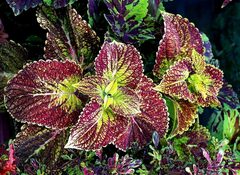 Аромат яблок UO колеус