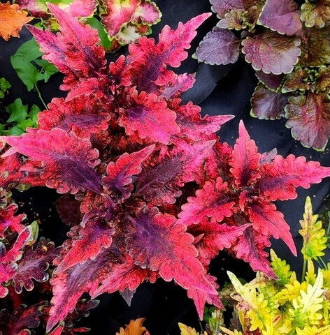 Tabasco колеус КСР