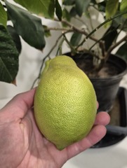 Teofrast.ru Саженцы лимон сортовой микс 1