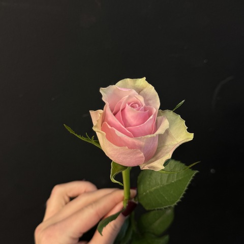 Роза кенийская розовая 40 см / 1 шт