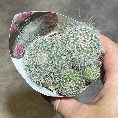 Маммиллярия Хахниана d7