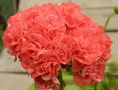 Пеларгонии