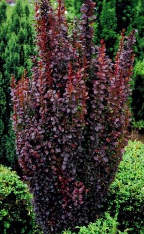 Барбарис Тунберга Ред Пилар