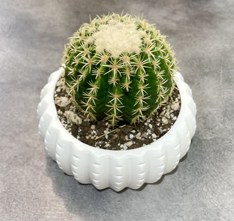 Эхинокактус Бревиспинус в Керамике д23