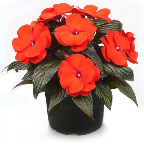 11101 Бальзамин НГ Odyssey® Compact Dione Impr. (Весна 2026)