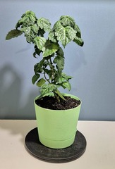 Teofrst Пачули Pogostemon