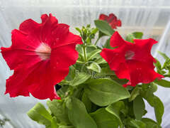 Петуния Surfiniа Тrаiling Вig Rеd