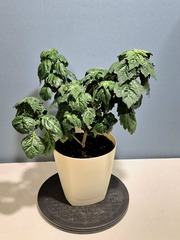 Teofrst Пачули Pogostemon