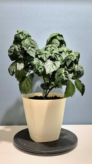 Teofrst Пачули Pogostemon