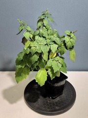 Teofrst Пачули Pogostemon