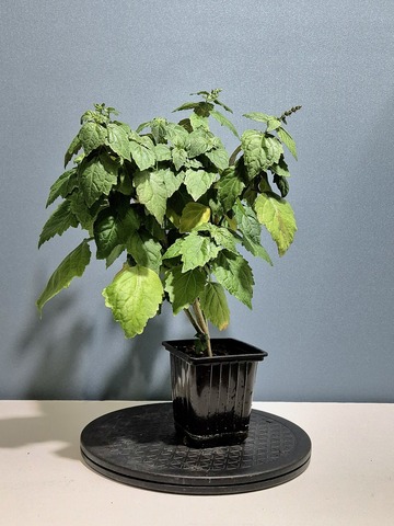 Teofrst Пачули Pogostemon
