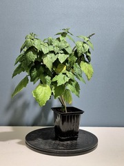 Teofrst Пачули Pogostemon