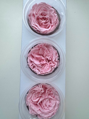 Роза сортовая 7-8см Розовый (цена за 3шт)