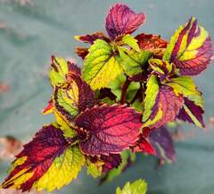 Tiger Print Тай колеус КСР