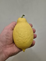 Teofrast.ru Саженцы лимон сортовой микс 1