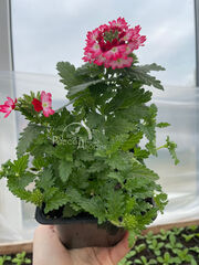 Вербена Драмс Ред Шейдс