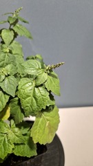 Teofrst Пачули Pogostemon