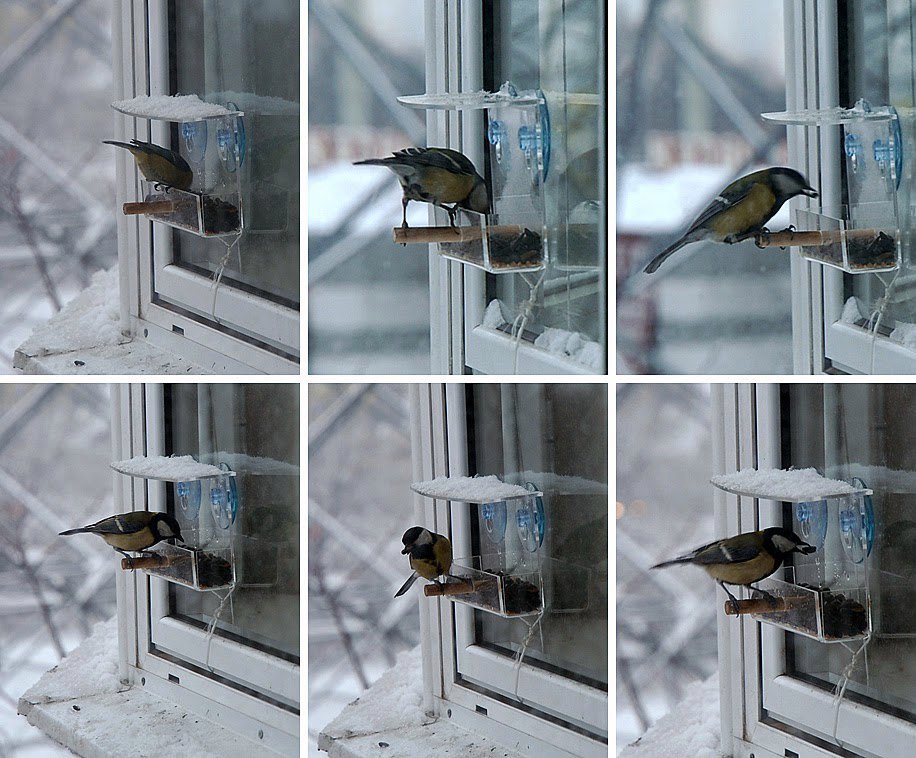 Кормушка для птиц на окно