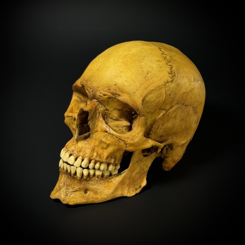 Череп человека мужской (анатомическая модель)