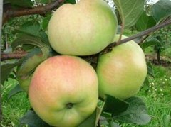 Яблоки Сенап Северный (1 кг)