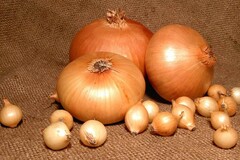 ЛУК ШТУРГАРТЕР мелкий