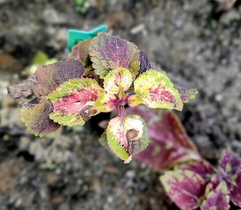 Звездная галактика колеус