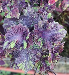 Бархатный рассвет UO колеус КСР