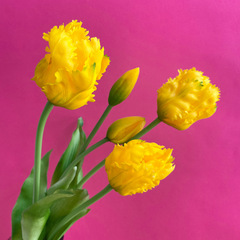 Тюльпаны силиконовые как настоящие, Волнистый край, качество ПРЕМИУМ, Желтые, высота 40 см, букет 5 штук.