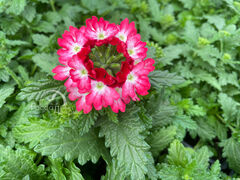 Вербена Драмс Ред Шейдс