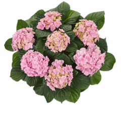 Гортензия крупнолистная (Macrophylla) Florentina Pink 12 шт.