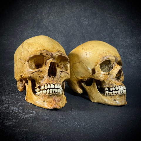 НАБОР ЧЕРЕПОВ (анатомические модели)