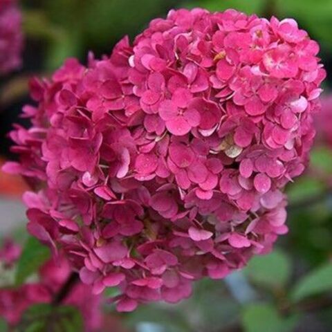 Гортензия метельчатая 