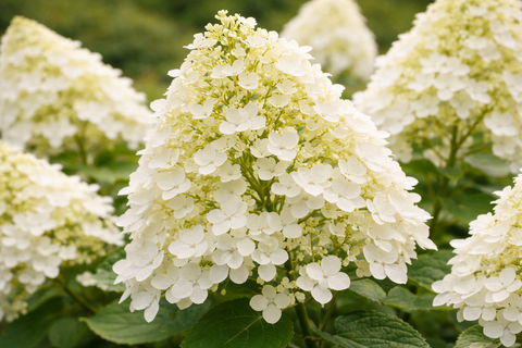 Гортензия метельчатая