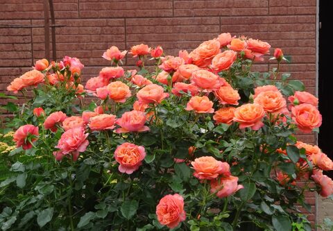 Корал Лионс Роуз (Coral Lions-Rose)