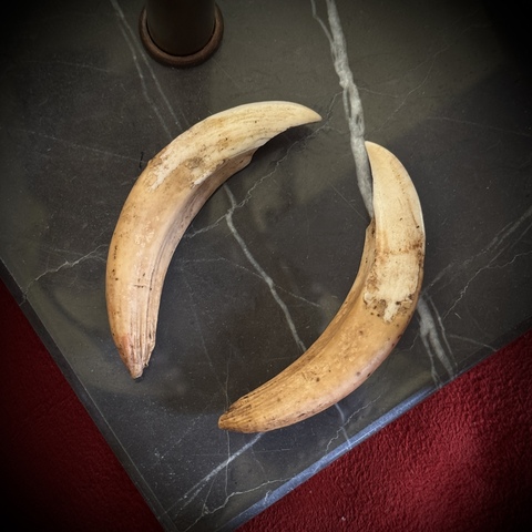 Клыки кабана (самка)