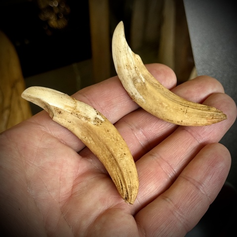 Клыки кабана (самка)