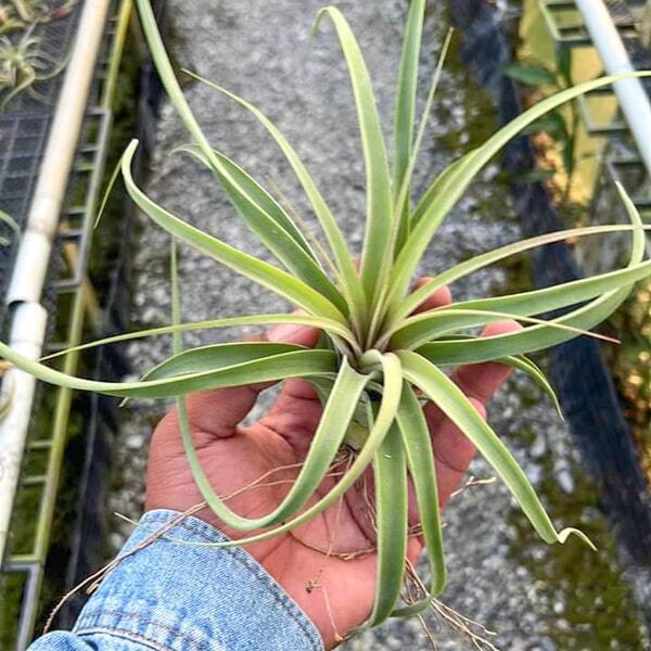 Тилландсия Concolor x Streptophylla – купить за 1 900 ₽ | ADENIUMLAND